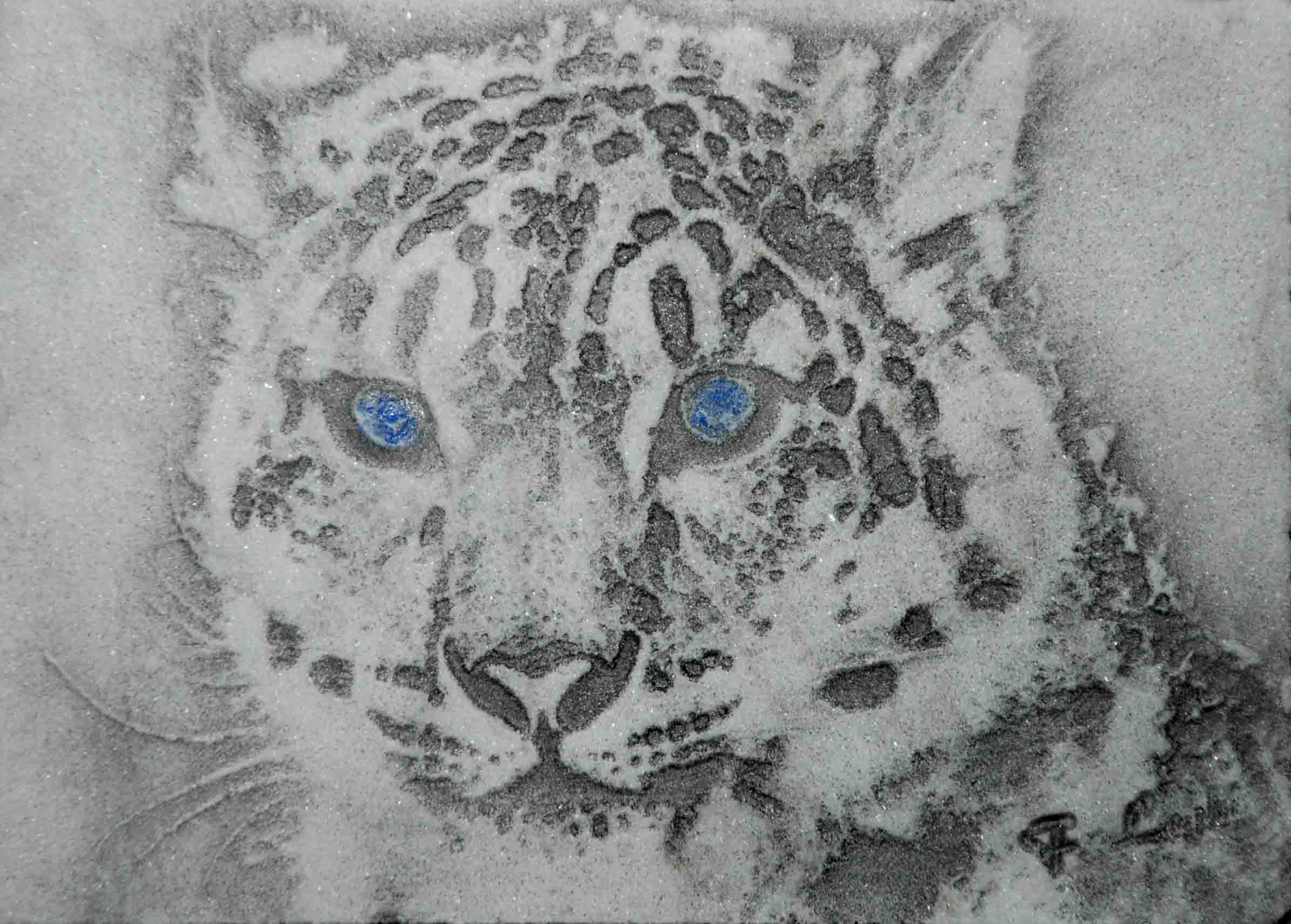 Leopardo delle nevi1